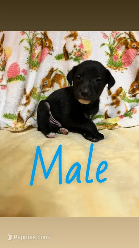 Maverick  – Labrador Retriever puppy for sale in Chesterton, IN