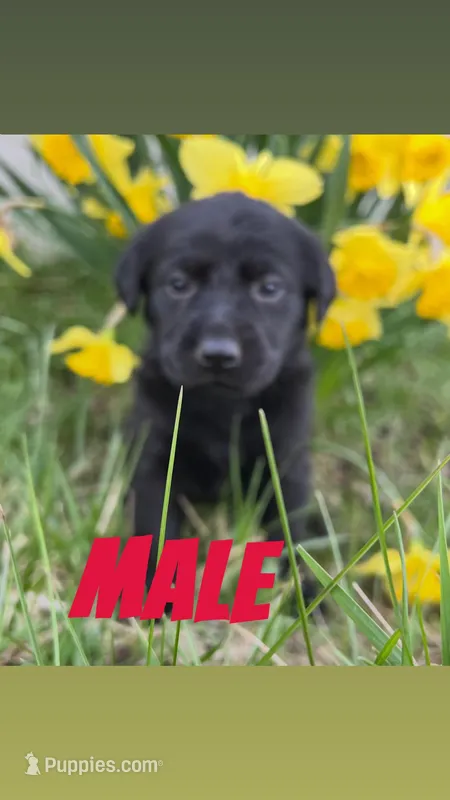 Tony – Labrador Retriever puppy for sale in Chesterton, IN