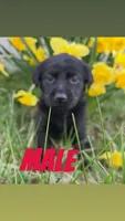 Tony, a male Labrador Retriever for sale in Chesterton, IN – Photo 1 of 3