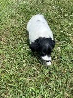 Kaiser, a male Goldendoodle and Labrador Retriever for sale in Chesterton, IN – 4 of 10