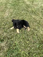 Scotty, a male Goldendoodle and Labrador Retriever for sale in Chesterton, IN – 3 of 3