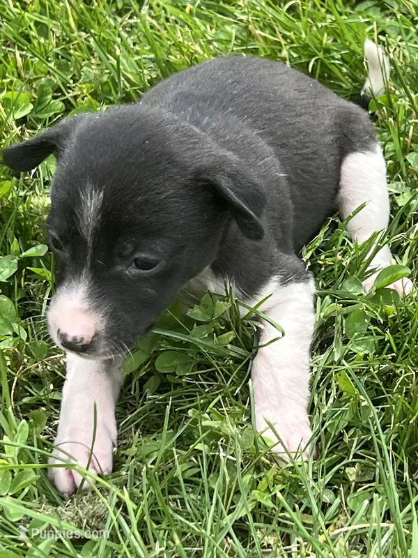 Gracy – Chihuahua puppy for sale in Chesterton, IN