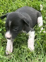 Gracy, a female Chihuahua for sale in Chesterton, IN – 1 of 6