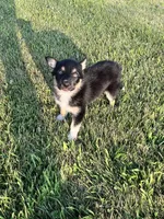 Bailey, a female German Shepherd Dog and Alaskan Husky for sale in Chesterton, IN – 5 of 5