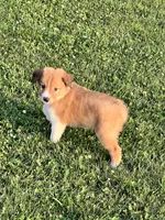 Layla, a female Chihuahua and Miniature Australian Shepherd for sale in Chesterton, IN – 4 of 4
