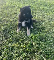 Sofia , a female German Shepherd Dog and Alaskan Husky for sale in Chesterton, IN – 3 of 4