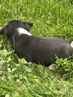 Gracy, a female Chihuahua for sale in Chesterton, IN – 4 of 6