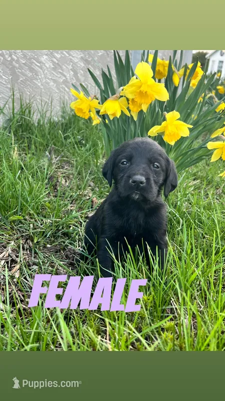 Softie – Labrador Retriever puppy for sale in Chesterton, IN