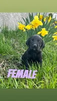 Softie, a female Labrador Retriever for sale in Chesterton, IN – Photo 1 of 3