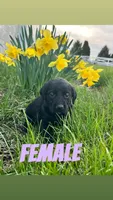 Softie, a female Labrador Retriever for sale in Chesterton, IN – Photo 3 of 3