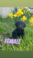 Softie, a female Labrador Retriever for sale in Chesterton, IN – Photo 2 of 3