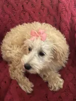 Molly , a female Miniature Schnauzer and Poodle - Toy  for sale in Chesterton, IN – 3 of 4