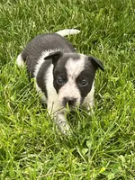 Kelly, a male Chihuahua for sale in Chesterton, IN – 3 of 5