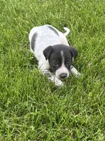 Ricky, a male Chihuahua for sale in Chesterton, IN – 3 of 4