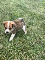 Hank, a male Australian Cattle Dog for sale in Chesterton, IN – 4 of 9