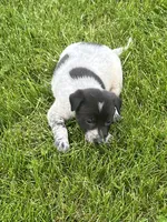 Tommy, a male Chihuahua for sale in Chesterton, IN – 2 of 3