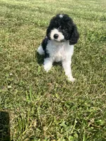 Mickey, a male Yorkipoo for sale in Chesterton, IN – 2 of 6
