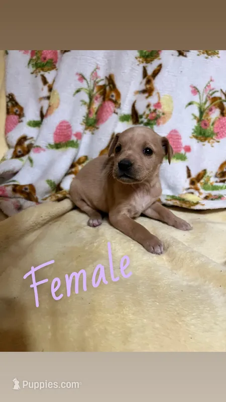 Lola – Labrador Retriever puppy for sale in Chesterton, IN