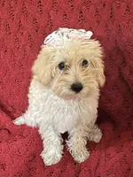 Dolly, a female Miniature Schnauzer and Poodle - Toy  for sale in Chesterton, IN – 4 of 9