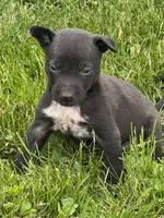 Freddy, a male Chihuahua for sale in Chesterton, IN – 3 of 4