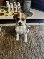 Hank, a male Australian Cattle Dog for sale in Chesterton, IN – 6 of 9