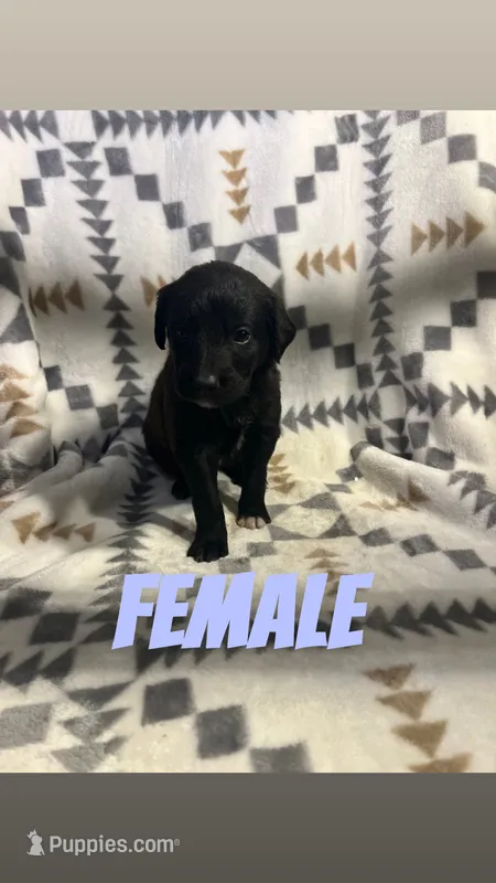 Lola – Golden Retriever puppy for sale in Chesterton, IN
