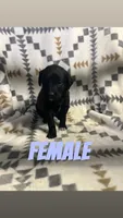 Lola, a female Golden Retriever for sale in Chesterton, IN – 1 of 1