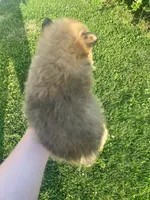 Waylon, a male Pomeranian for sale in Chesterton, IN – 2 of 5