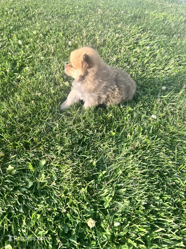 Waylon – Pomeranian puppy for sale in Chesterton, IN