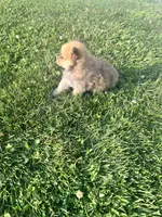 Waylon, a male Pomeranian for sale in Chesterton, IN – 1 of 5