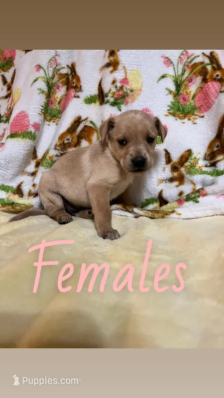 daisey – Labrador Retriever puppy for sale in Chesterton, IN