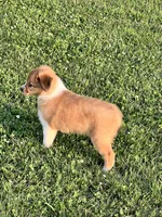 Layla, a female Chihuahua and Miniature Australian Shepherd for sale in Chesterton, IN – 2 of 4
