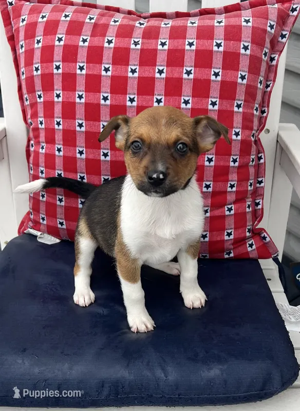 Donna – Australian Cattle Dog puppy for sale in Chesterton, IN