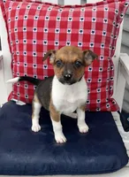 Donna, a female Australian Cattle Dog for sale in Chesterton, IN – 1 of 3