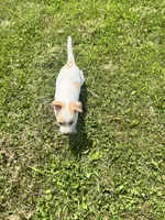 Liberty, a female Chihuahua for sale in Chesterton, IN – 3 of 3