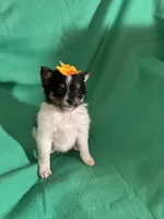 Dolly, a female Pomeranian for sale in Chesterton, IN – Photo 1 of 5