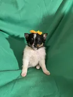 Dolly, a female Pomeranian for sale in Chesterton, IN – Photo 4 of 5