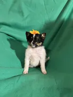 Dolly, a female Pomeranian for sale in Chesterton, IN – Photo 2 of 5