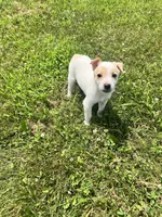Liberty, a female Chihuahua for sale in Chesterton, IN – 2 of 3