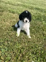 Mickey, a male Yorkipoo for sale in Chesterton, IN – 5 of 6