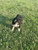 Bailey, a female German Shepherd Dog and Alaskan Husky for sale in Chesterton, IN – 4 of 5