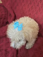 Tommy , a male Miniature Schnauzer and Poodle - Toy  for sale in Chesterton, IN – 2 of 9