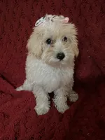 Dolly, a female Miniature Schnauzer and Poodle - Toy  for sale in Chesterton, IN – 6 of 9