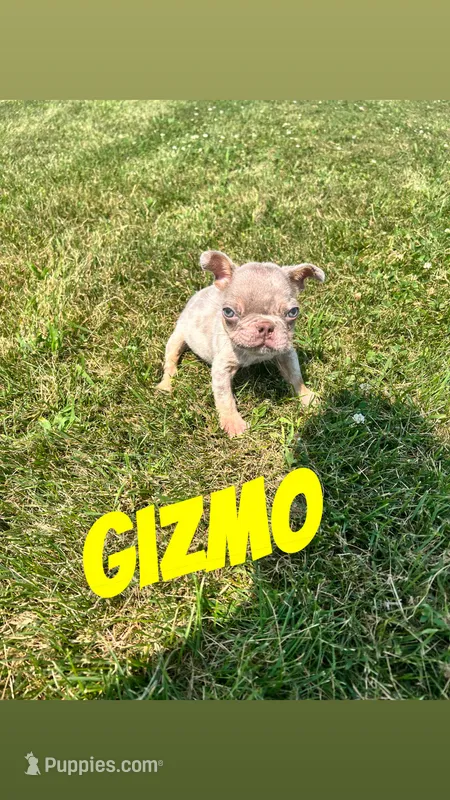 Gizmo  – French Bulldog puppy for sale in Chesterton, IN
