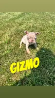 Gizmo , a male French Bulldog for sale in Chesterton, IN – 1 of 4