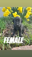 Katie, a female Labrador Retriever for sale in Chesterton, IN – Photo 2 of 3
