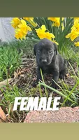 Katie, a female Labrador Retriever for sale in Chesterton, IN – Photo 1 of 3