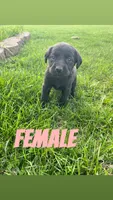 Olivia, a female Labrador Retriever for sale in Chesterton, IN – Photo 2 of 2