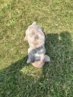 Gizmo , a male French Bulldog for sale in Chesterton, IN – 4 of 4