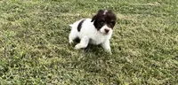 Milo, a male Goldendoodle and Labrador Retriever for sale in Chesterton, IN – 5 of 8